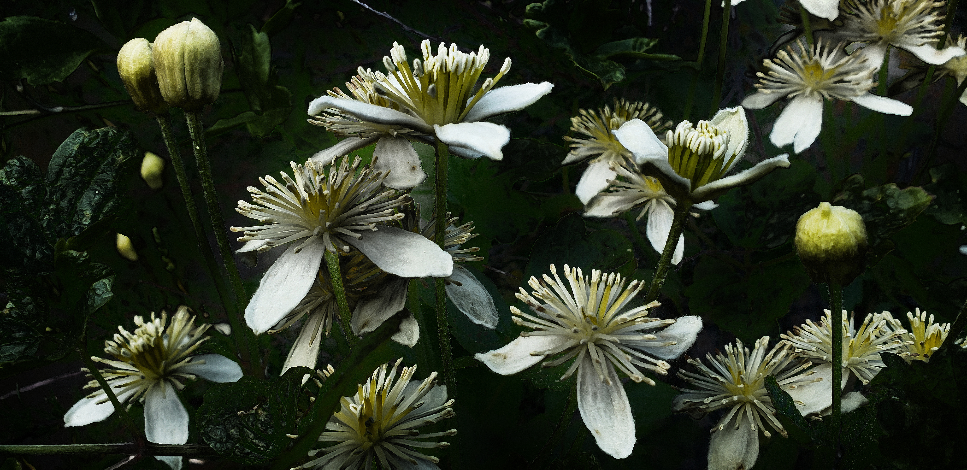 Clematis on a bushwhack to Mt. Mars - Version 1