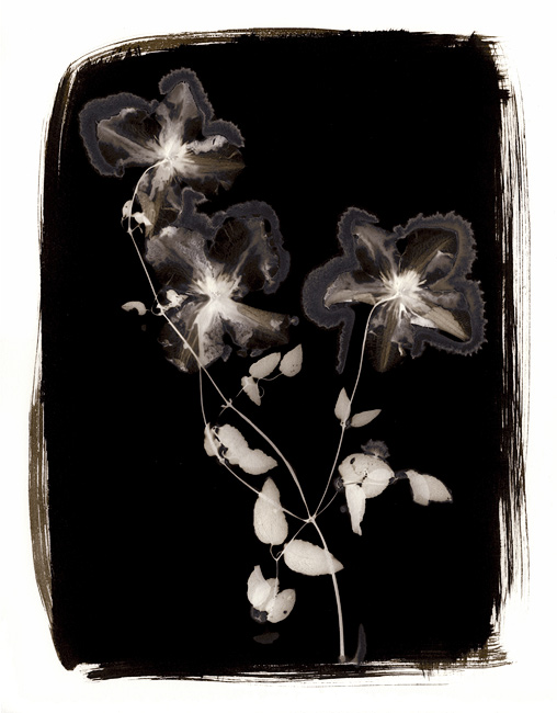 Clematis, palladium