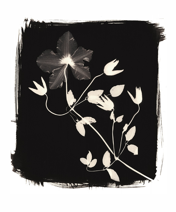 Clematis, Ziatype