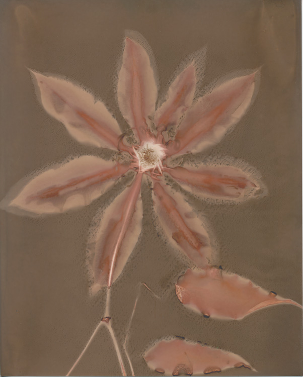 Clematis
