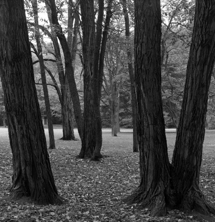 Cleveland Trees