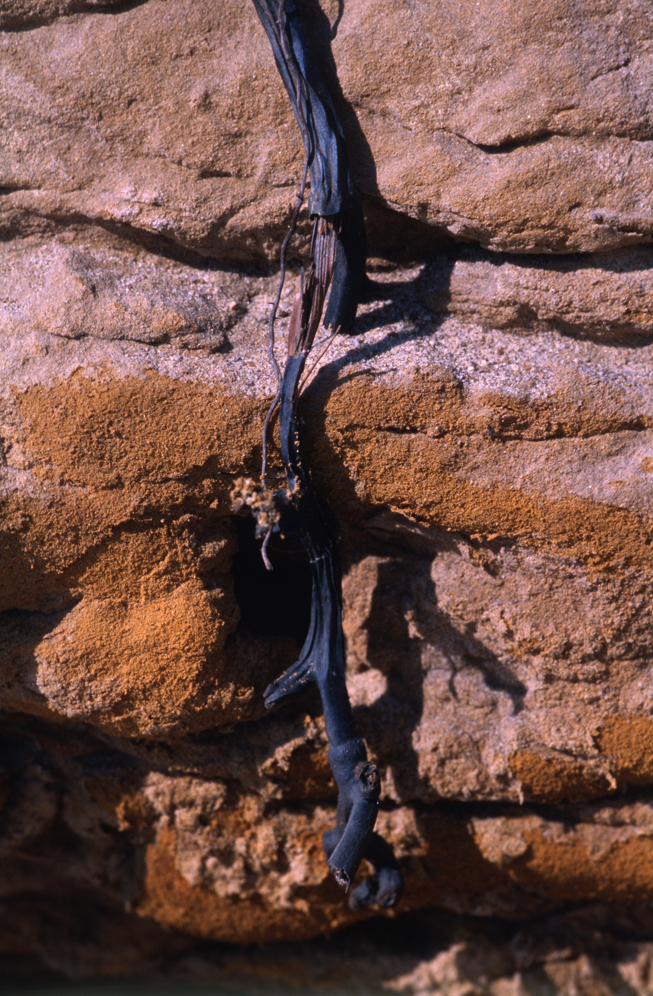 Cliff face close up - 1