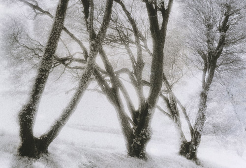 Cliff Top Trees