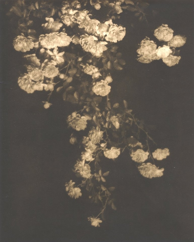 Climbing Roses