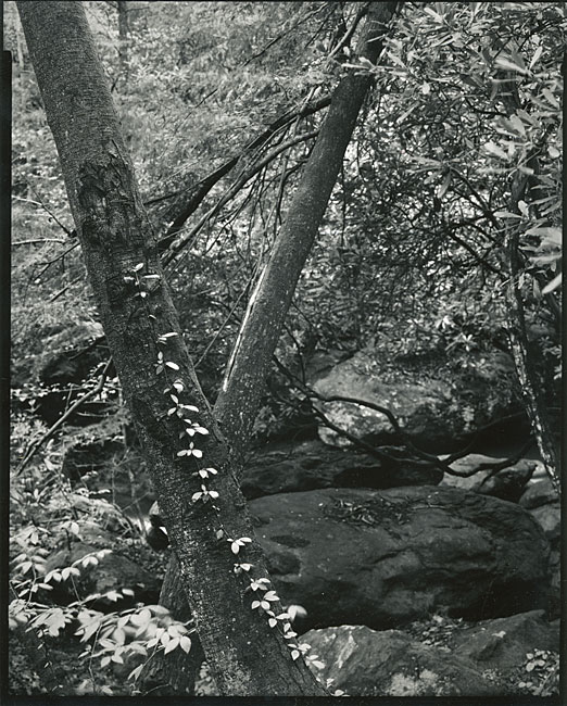 climbing vine