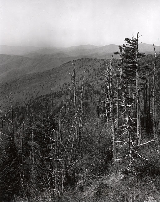 Clingmans Dome