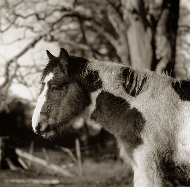 Cloghleagh horse