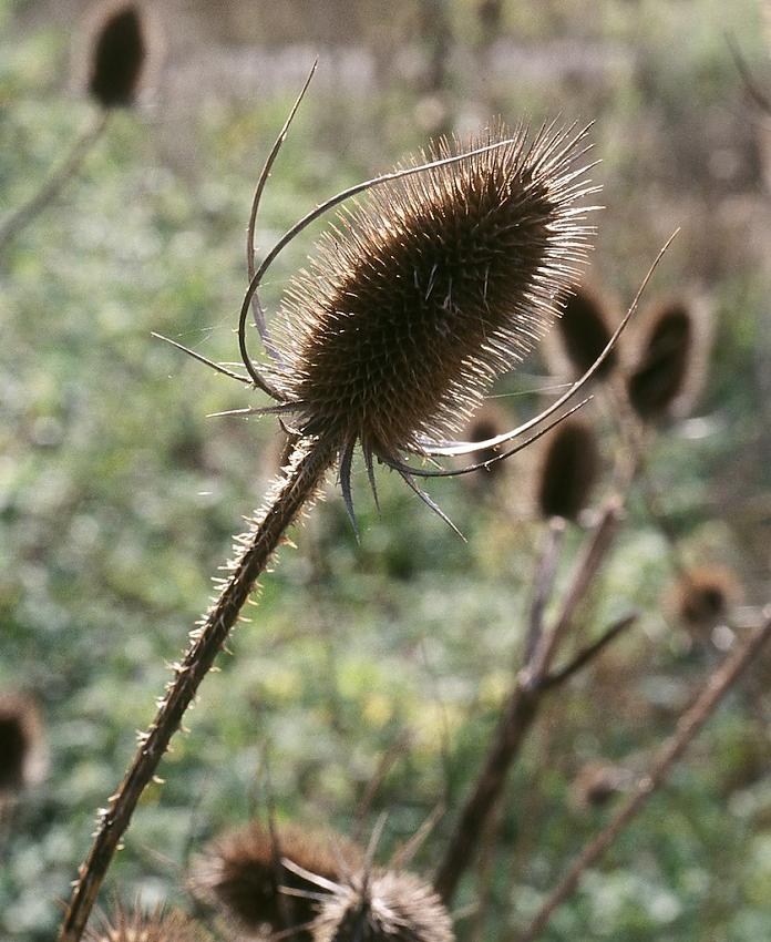 Close-up in the Don Valley