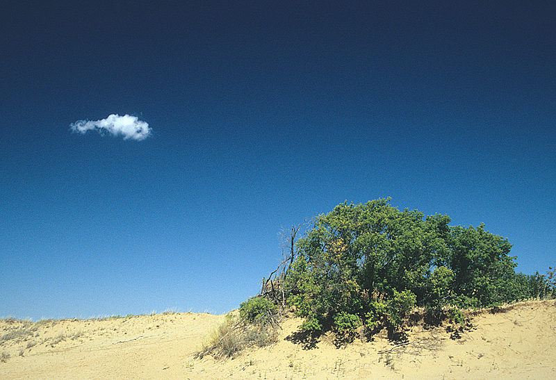 Cloud and Bush cropped
