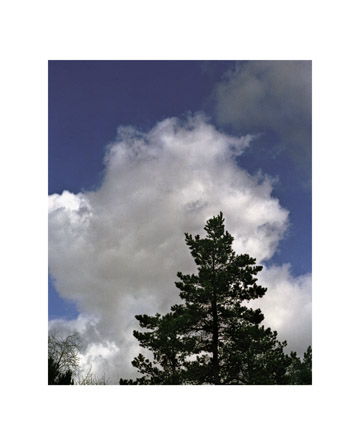 Cloud and Tree, Beaverton, Oregon