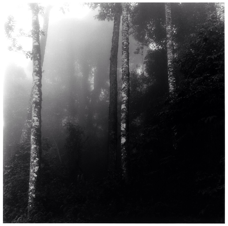 Cloud forest dawn