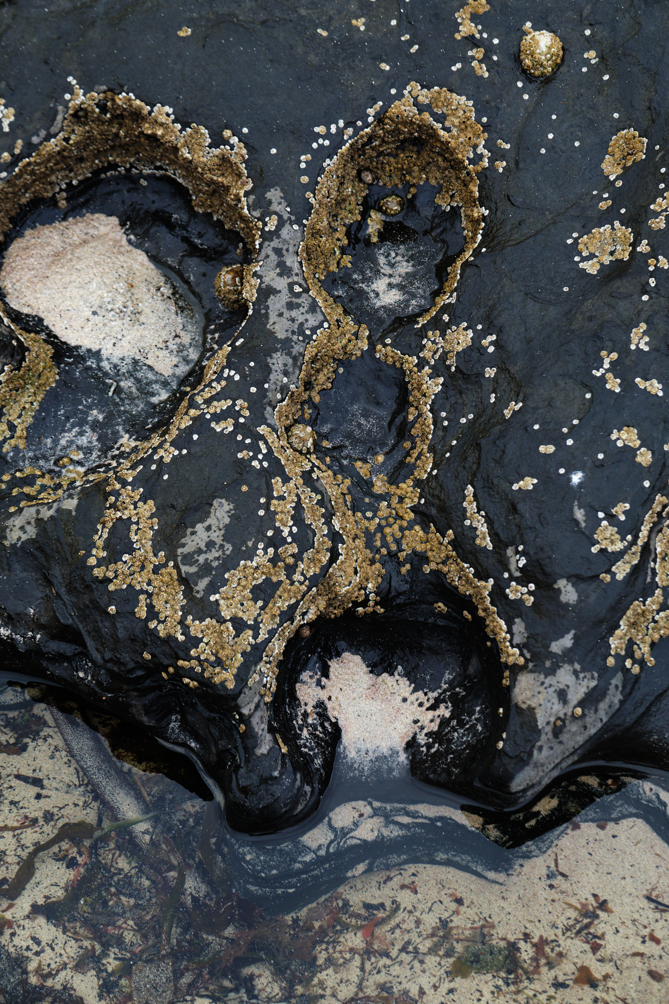 Coastal detail - 1
