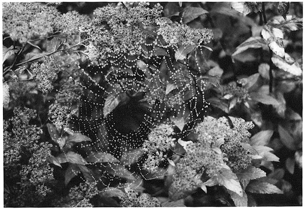 Cobweb