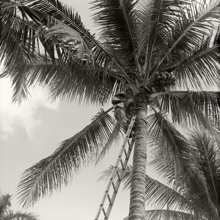 Coconut Bomber