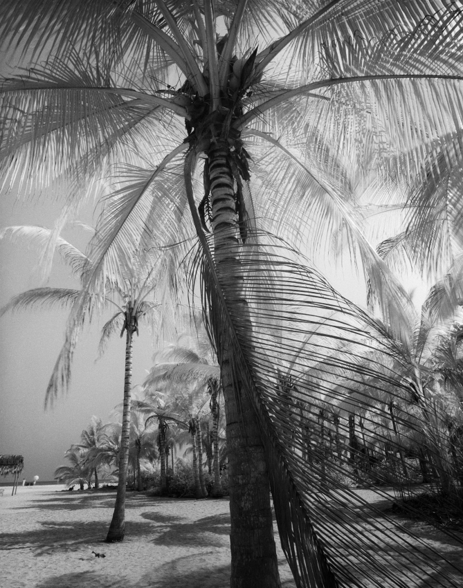 Coconut grove, Santa Marta, Colombia