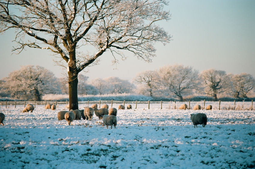Cold Sheep