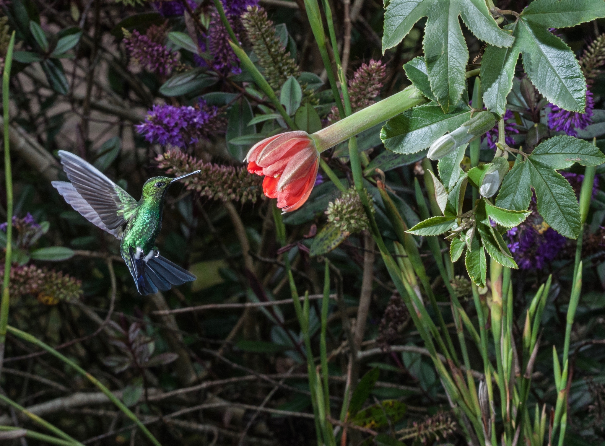 Colibri & Passiflora 2