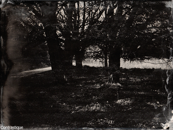 Collodion Landscape 3