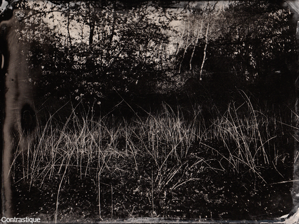 Collodion Landscape