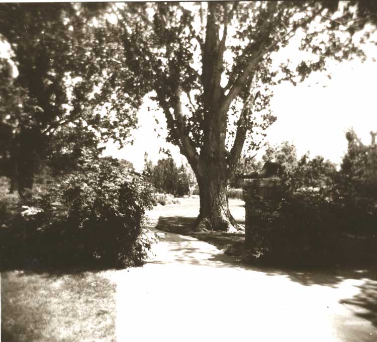 Colorado Oak