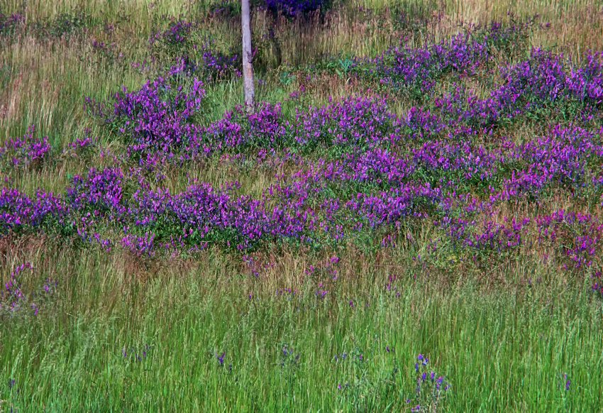 Colorful Hillside