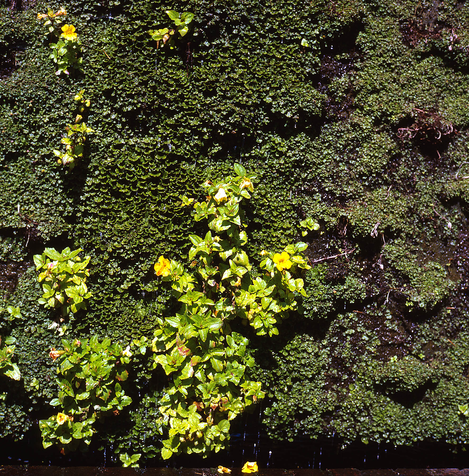 Colour Test with repaired Rollei E Xenotar 01