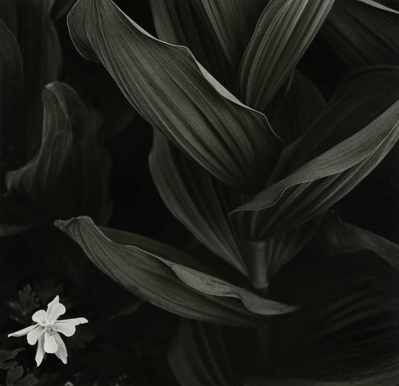 Columbine & Corn Lily