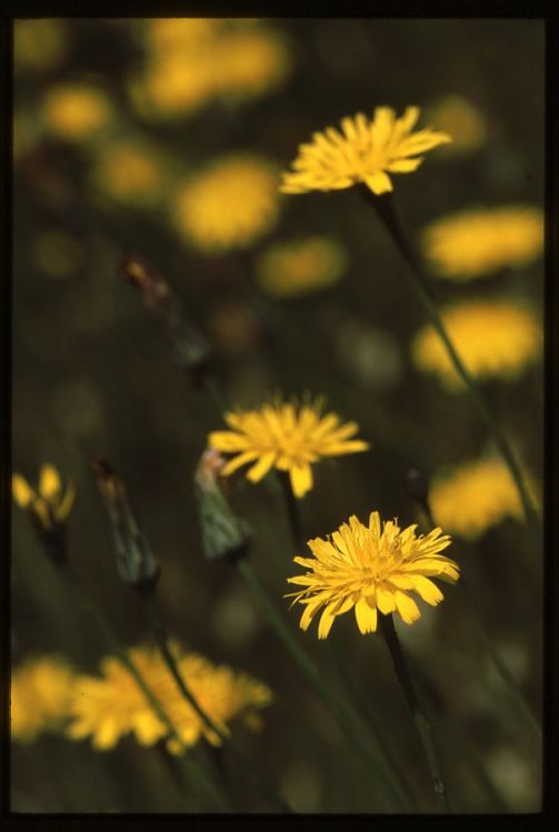 Common Cats Ear.