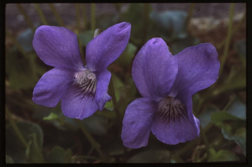 Common Dog Violet.