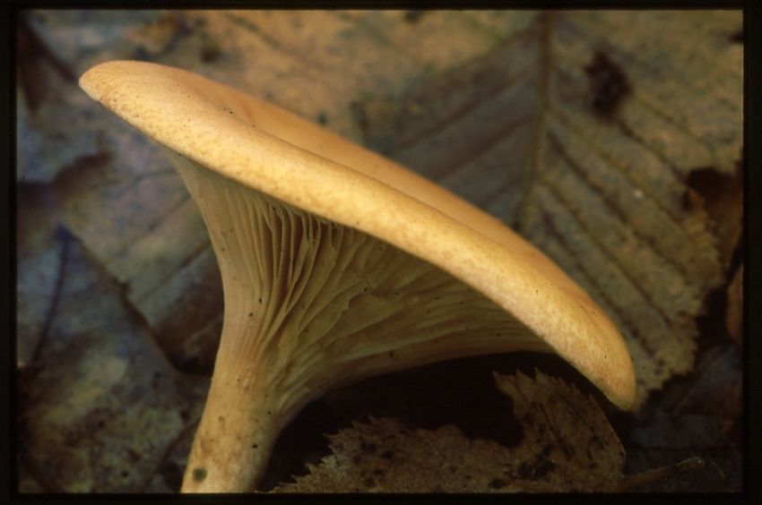 Common Funnel Cap.