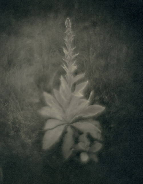 Common Mullein