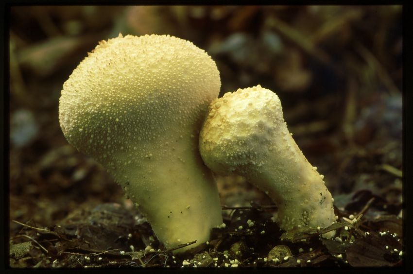 Common Puffball.