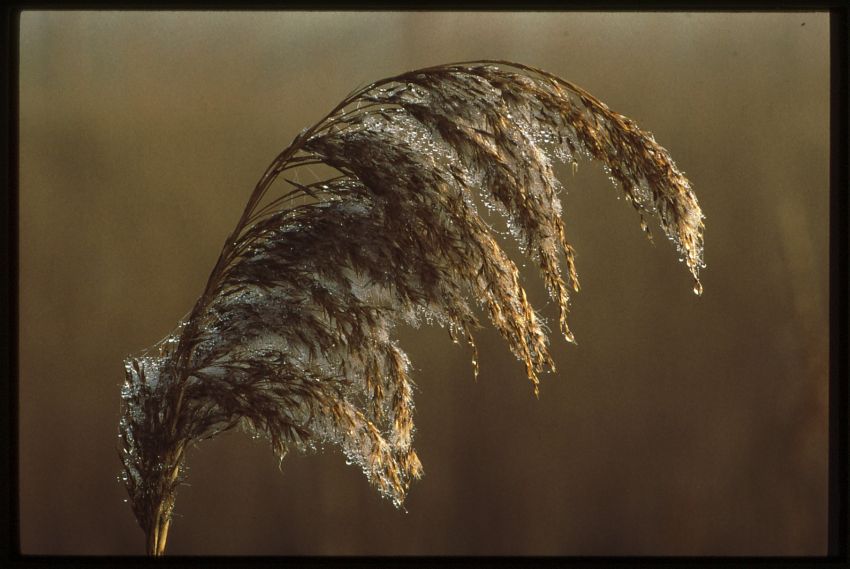 Common Reed.