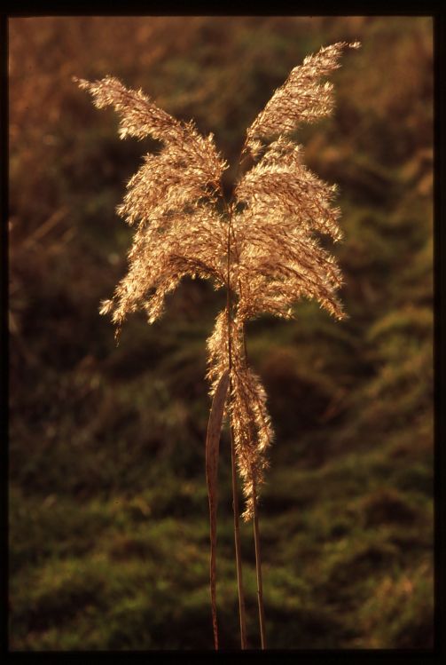Common Reed.