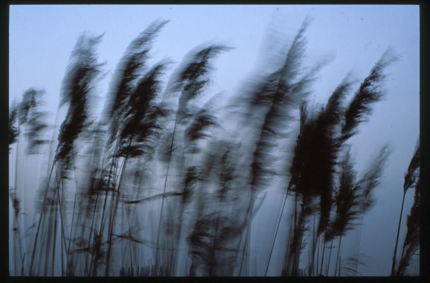 Common Reed.
