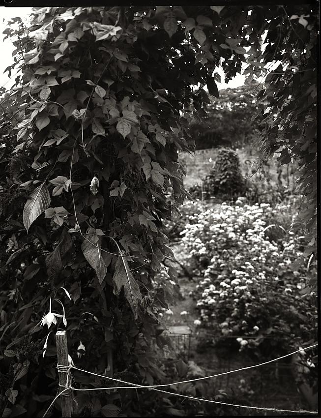 Community Garden Arbor