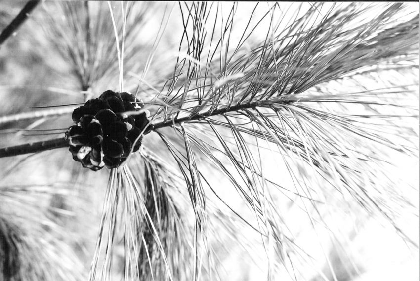 Cone and Needles