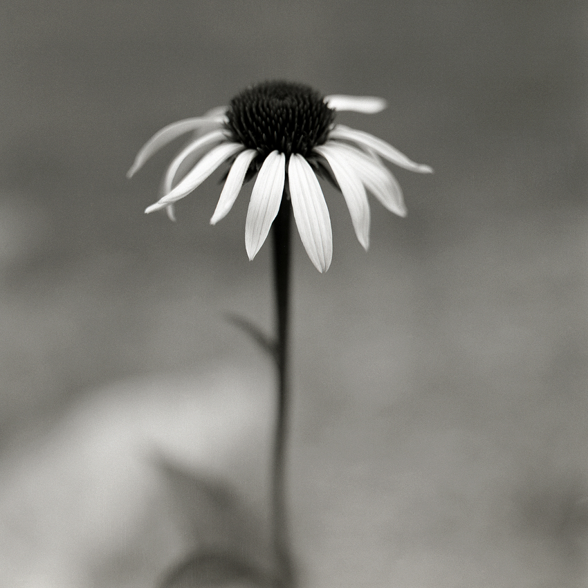 Coneflower