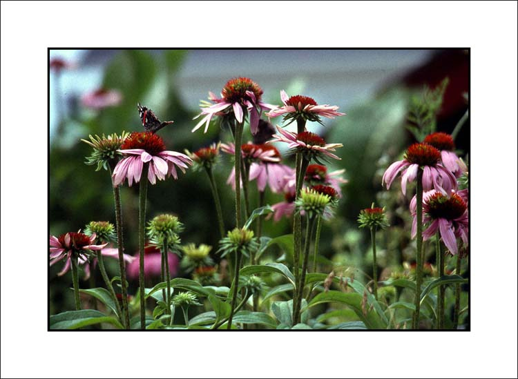 Coneflowers