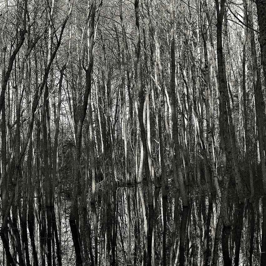 Confusion: Can´t see the wood for the trees
