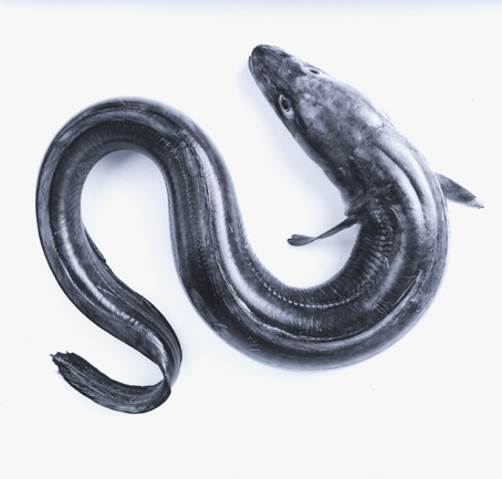 Conger Eel