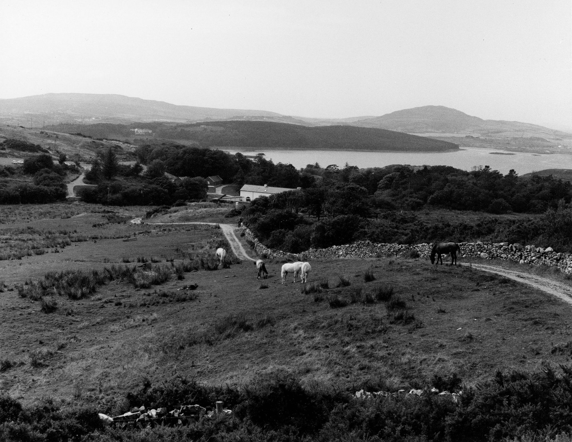 Connemara Ponies