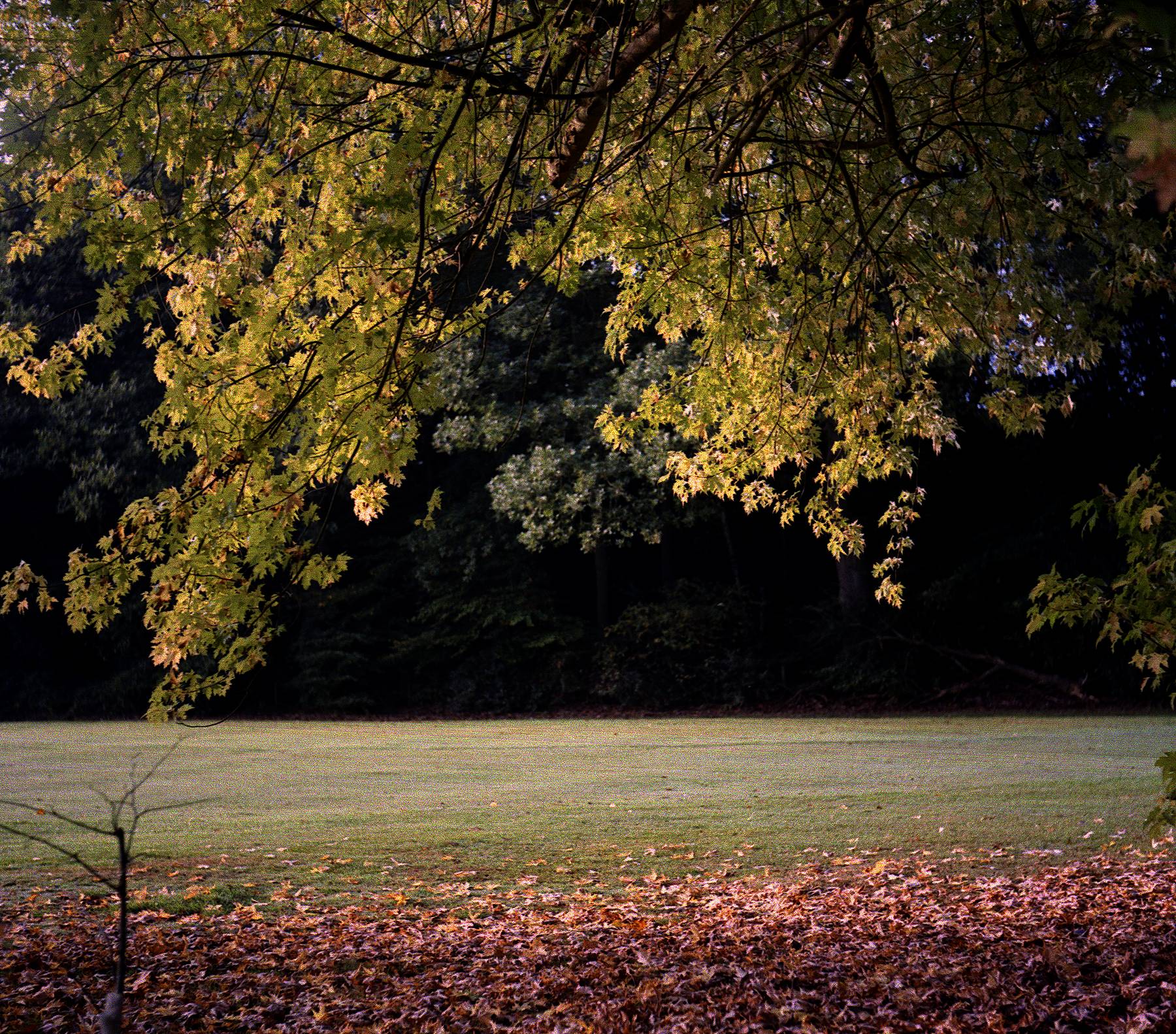 Contre-Jour Autumn Leaves