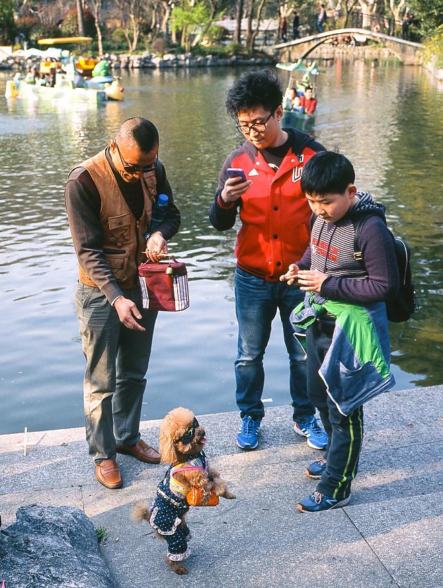 Cool Dog