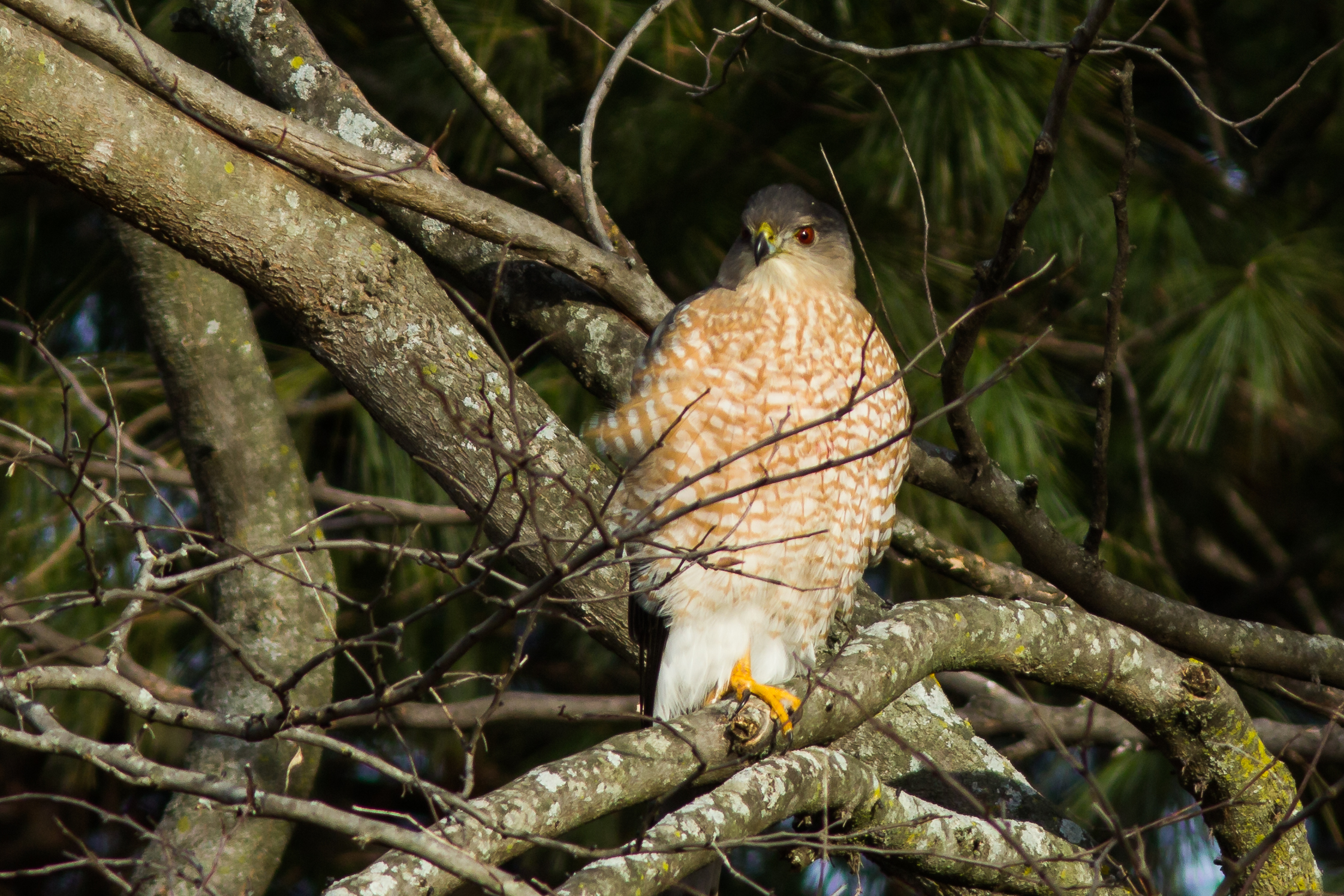 Coopers Hawk 1-15-23_2.JPG