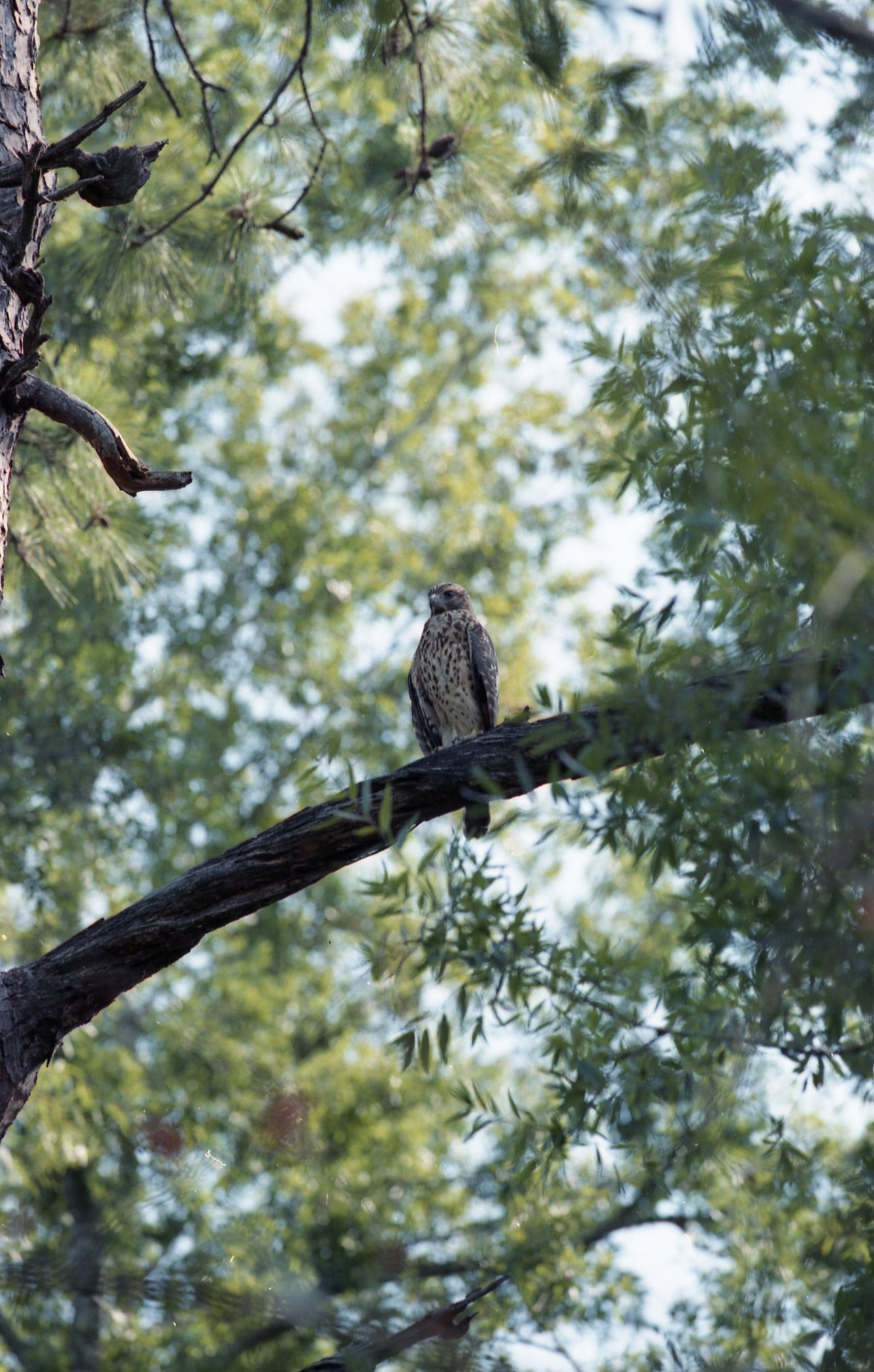 Cooper's Hawk