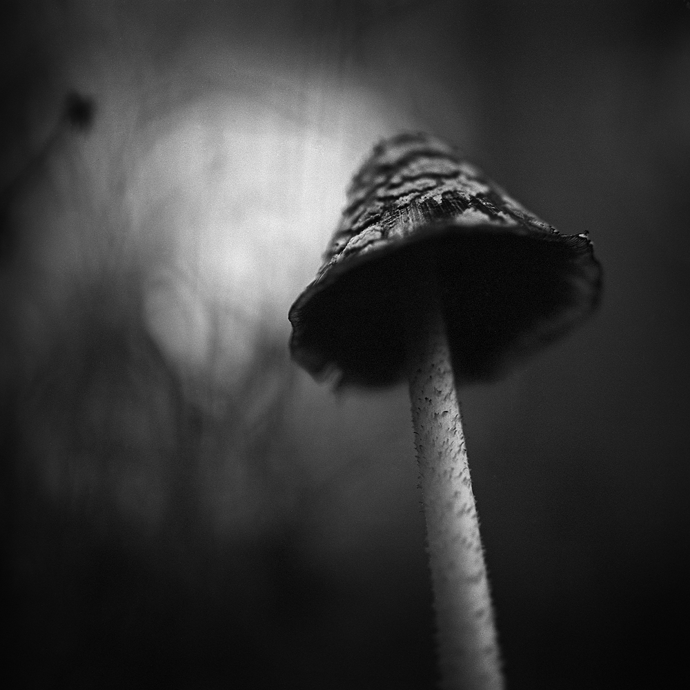 Coprinus Picaceus/ Magpie Inkcap