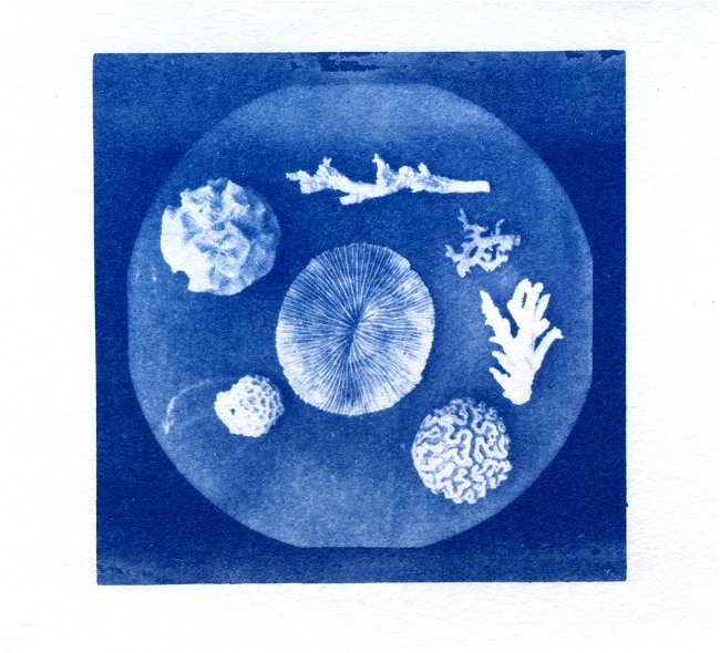 Corals
