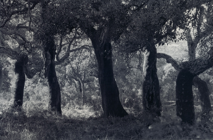 Cork oaks