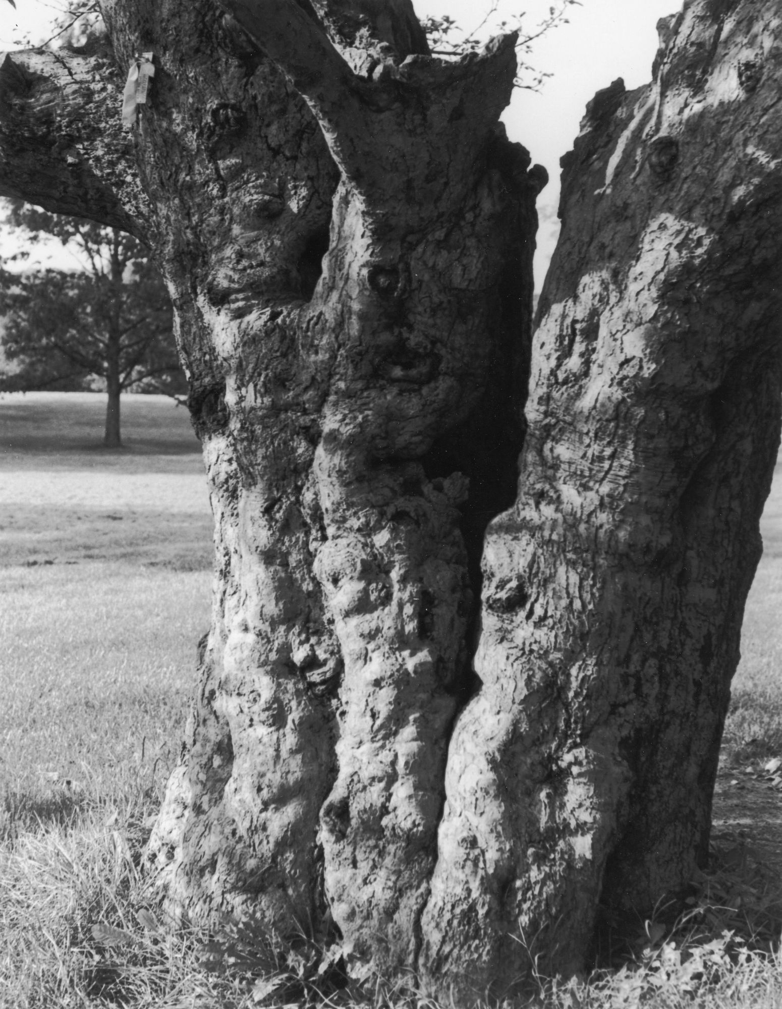 Cork Tree